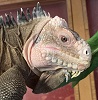 Iguana Delicatissima